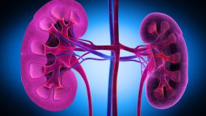 AN AI MODEL TO PREDICT KIDNEY DAMAGE, TRAINED ON DATA FROM VETERANS, WORKS LESS WELL IN WOMEN